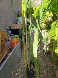 Sugarcane Plant