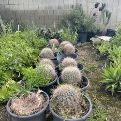 Assorted Cactus/ Succulents 