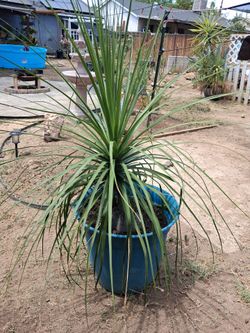 Elephant foot palm