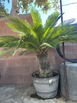 Plant For Sale