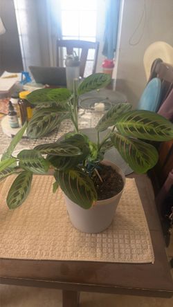 Red prayer plant