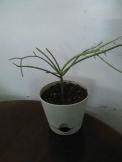 Small pencil plant