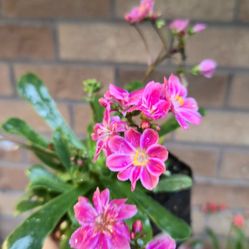 'Rainbow Mix' Lewisia