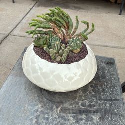 Potted Cactus 