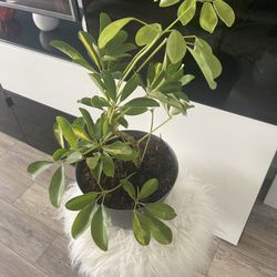 Housplant Verigated Umbrella Plant