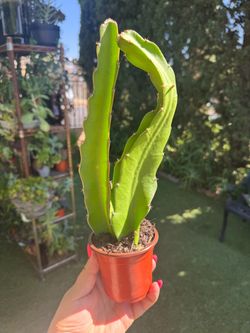 Dragon 🐉 plant 🪴