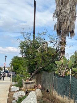 Nicarada tree