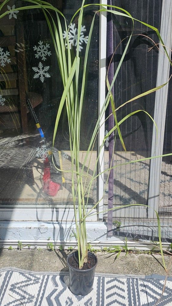 Edible Plants, Grow Your Own Food