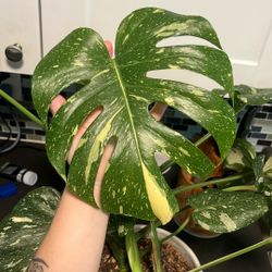 Thai Constellation Monstera In White Ceramic Pot