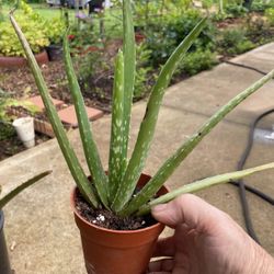 Aloe  Vera Plant 