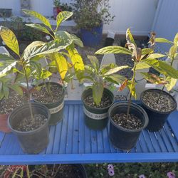 Avocado Plants