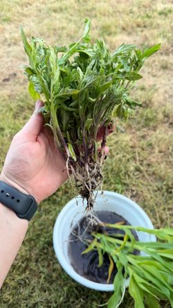 Free Cherry Tomato & Sweet Corn Seedlings
