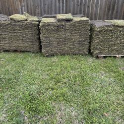 Zoysia Sod 