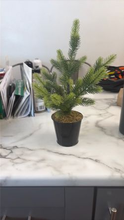 Small Potted Norfolk Island Pine Plant