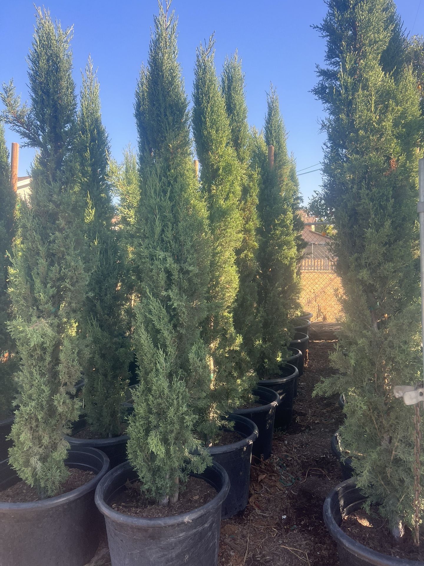 Italian Cypress 25gallon Privacy