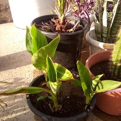 Tall Yellow Flowered Plants $14 For Both In Pots