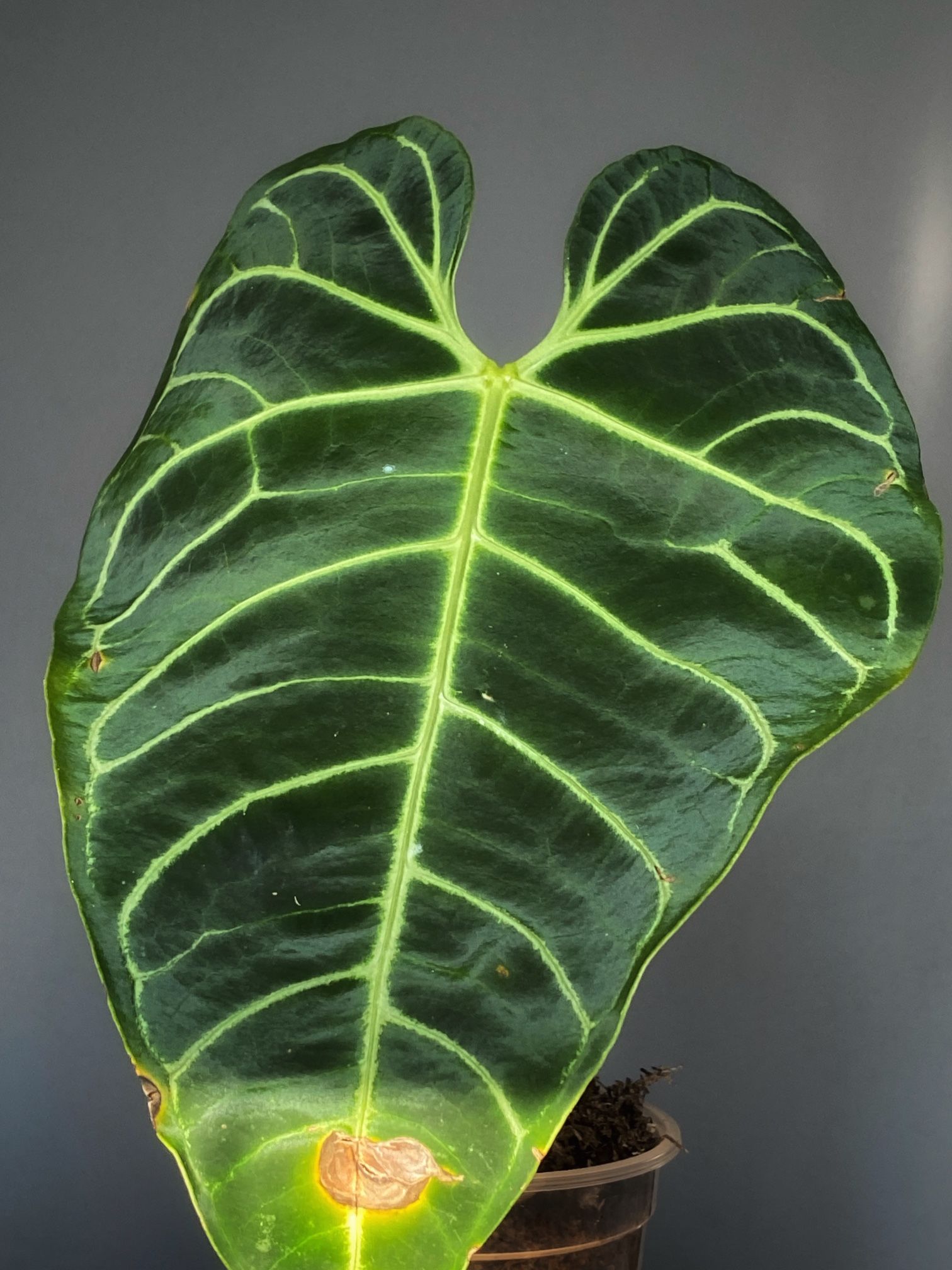 Anthurium Regale
