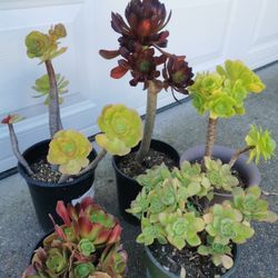 bundle buys Bundle buy 5 pots   Different Variations of aeonium $99  