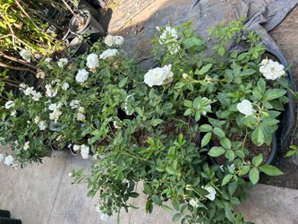 White iceberg rose bushes15$ each