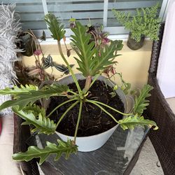 Large plant