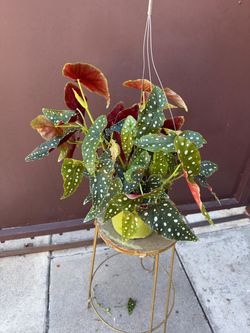 6” begonia maculata