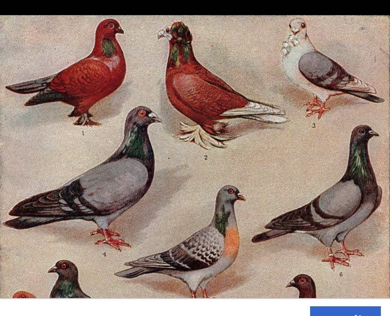 Birds Supplies