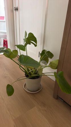 Indoor plant with pot and saucer