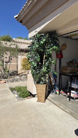 Silk ficus tree