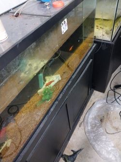 55 G Fish Tank W Stand 