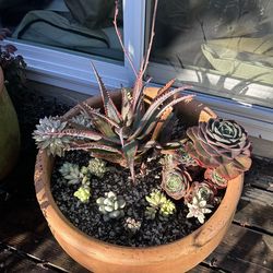 Assorted succulents in 18” clay pot