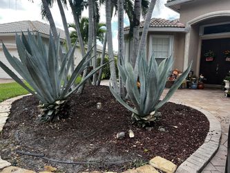 Agave