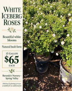 ๐ค White Iceberg Roses