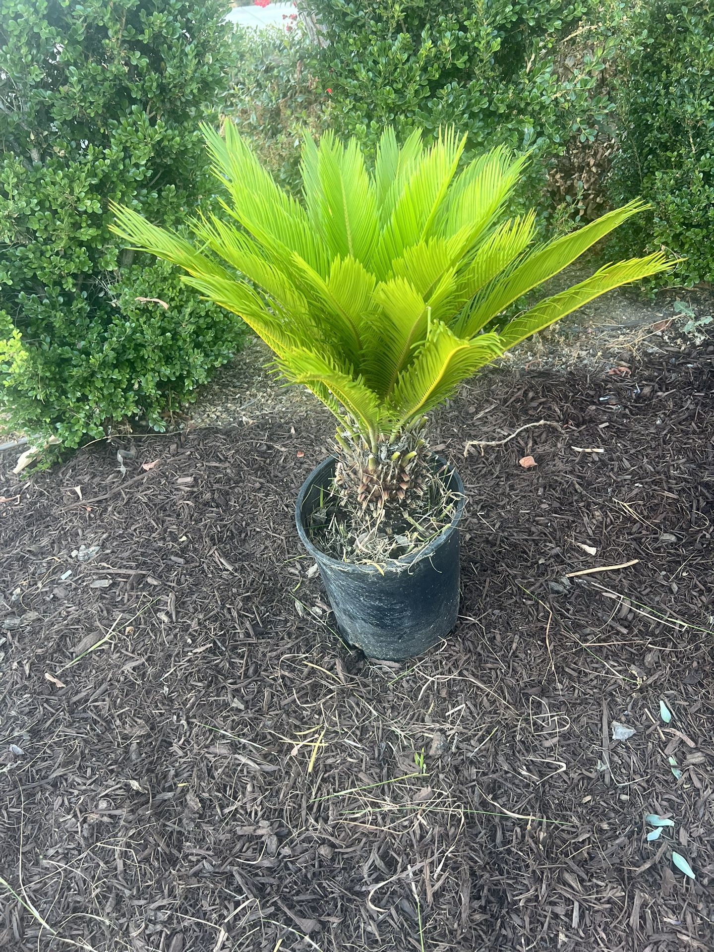 Sago Palm