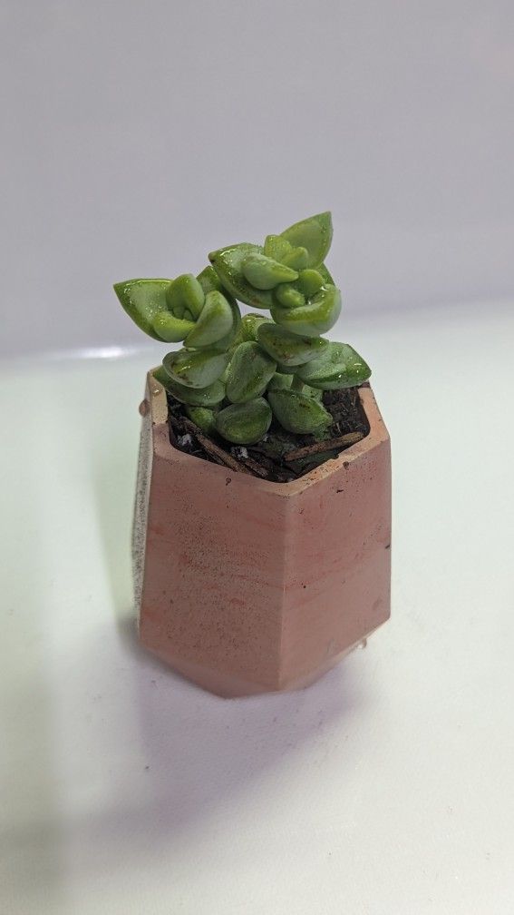 Small And Medium Handmade Succulent Pots
