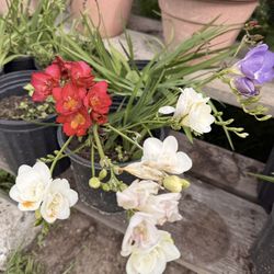 Freesia plants