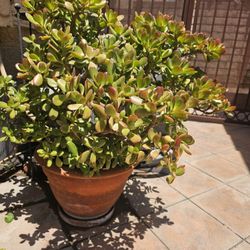 Huge Succulant plant 