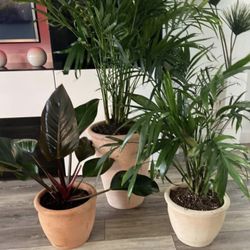 Housplant 3 Plants In Terracota Planters