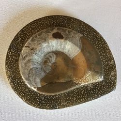 Authentic Ammonite Fossil Shell on Stone