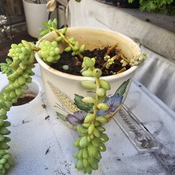 Beautiful Pot With Donkey Tail Plant