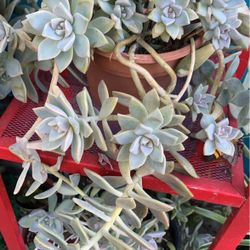 Cutting Of Succulents