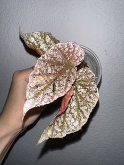 Begonia Snow Capped Pink Variegated 