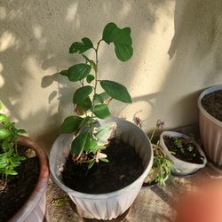 custard apple (chirimoya) plant