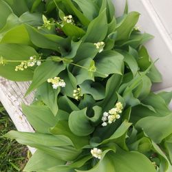 15  Lily of the Valley Live Plants
