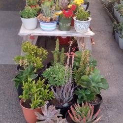 Plant Sale 