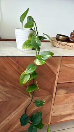 Photos plant