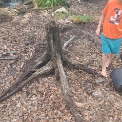 Cypress Tree Trunk 22" Tall And 36"