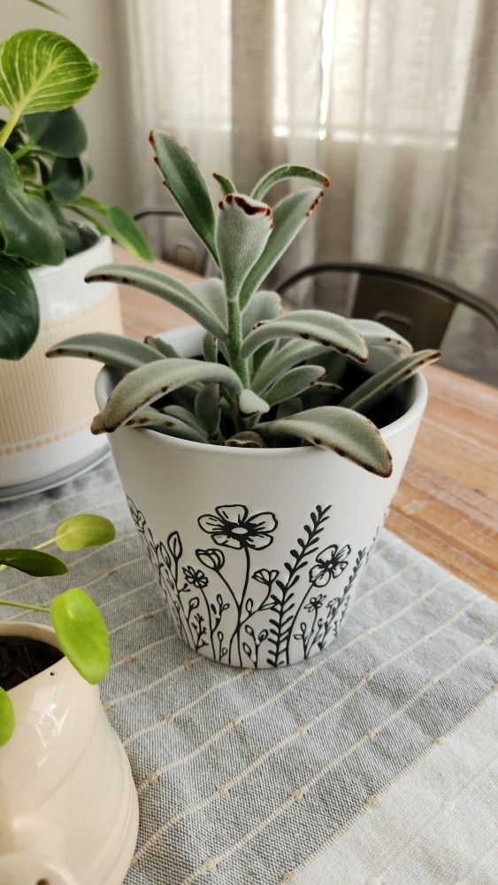 Kalanchoe tomentosa 'Chocolate Soldier' Succulent Plant in Flower Pot
