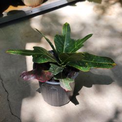 Croton Plant 