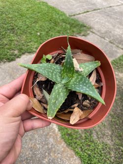 Small aloe Vera plant -1$