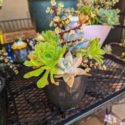 Ready For Mother's Day Ceramic Pot With Lots Of Succulents Plants